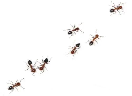 ant control sudbury