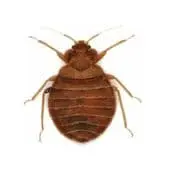 bed bug control sudbury