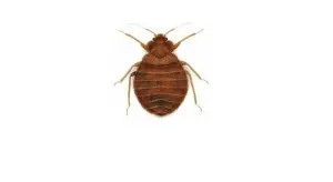 bed bug exterminator sudbury