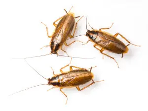 cockroach control sudbury