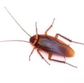 cockroach exterminator sudbury