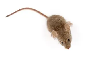 mouse exterminator sudbury