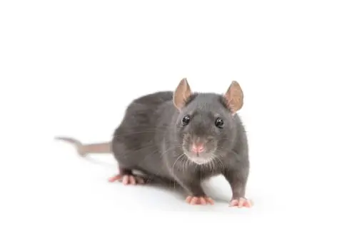 rat exterminator sudbury