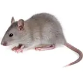 rats control sudbury