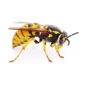 wasp control sudbury
